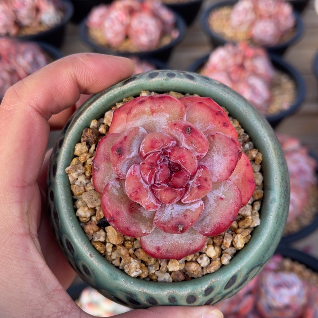 石榴籽星影石化满68包邮