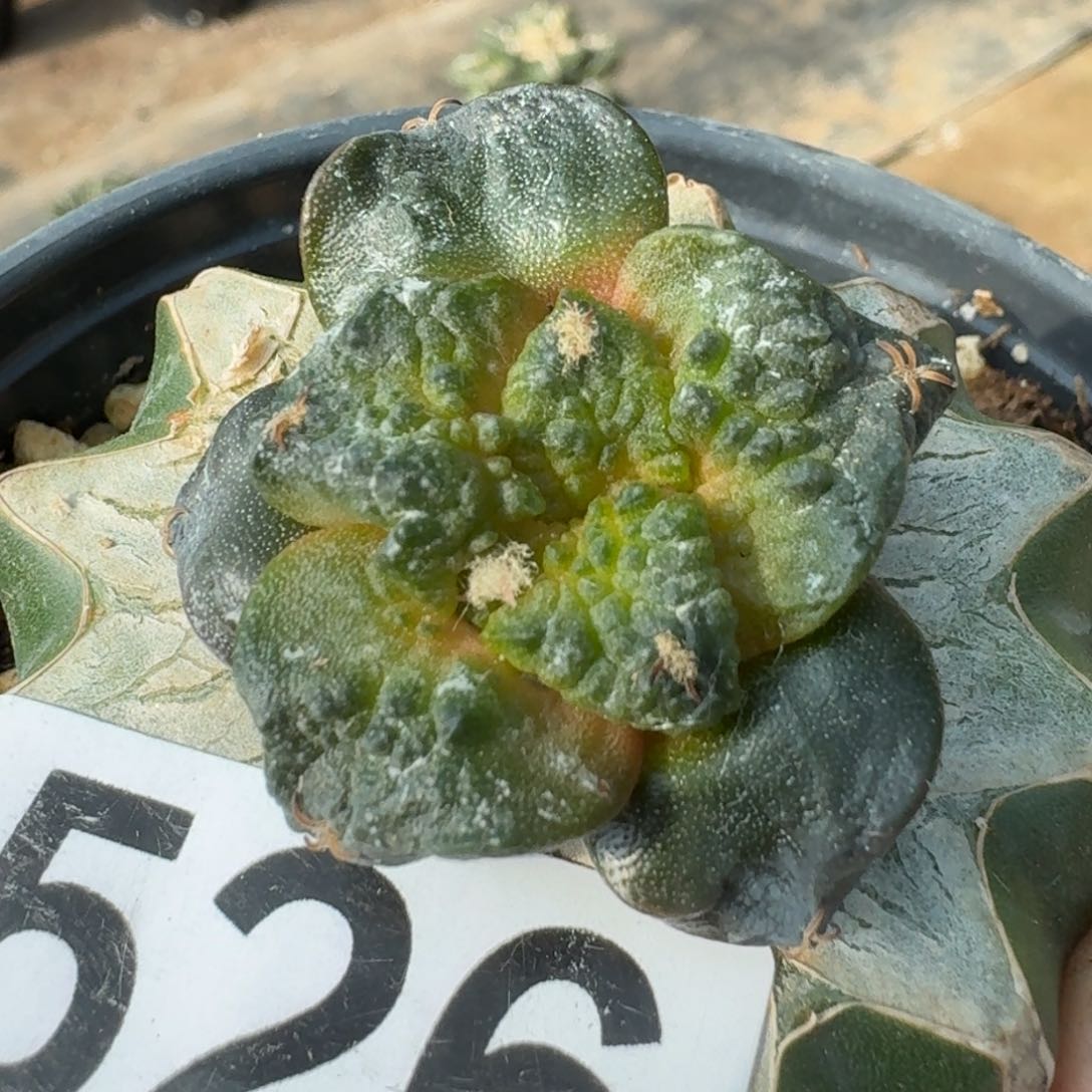 【闪购商品】梦幻怒涛526