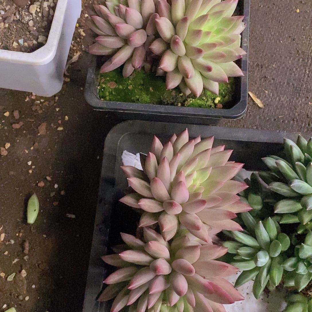 韩***肉多肉植物多肉植物