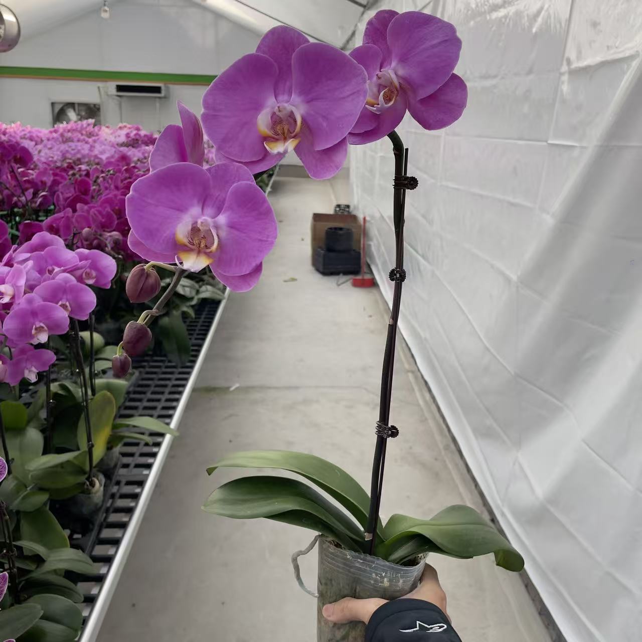 《粉宝图》3.5寸杯精品蝴蝶兰 粉红色超大花型 室内花卉