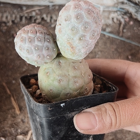 508处理自根仙人球