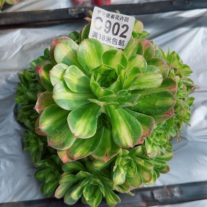 多肉法师翡翠六级