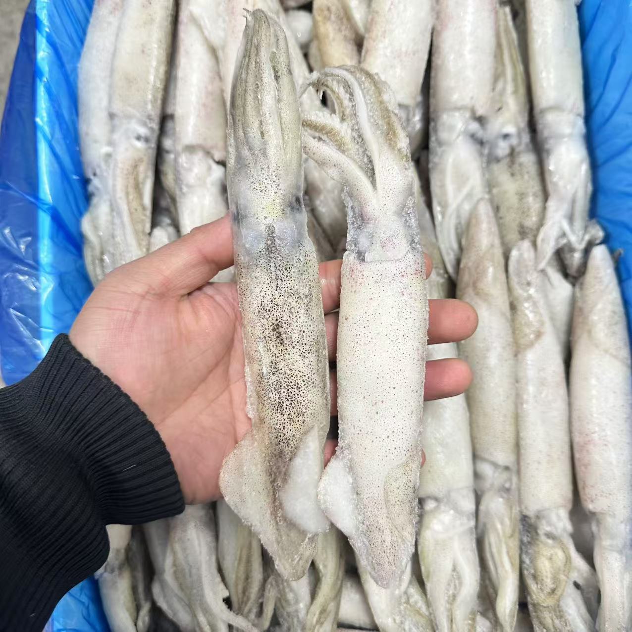 原浆深海全母笔管【3斤起拍】大连发货