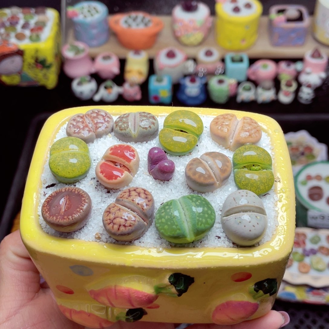 w9355 带盆土发货-零下地区拍保温箱