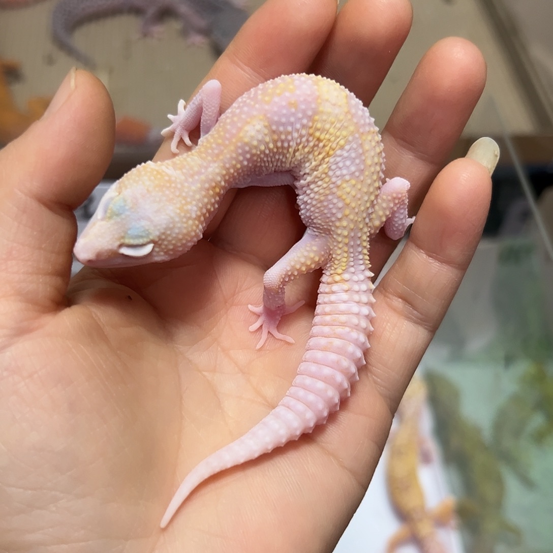 豹纹守宫豹纹守宫