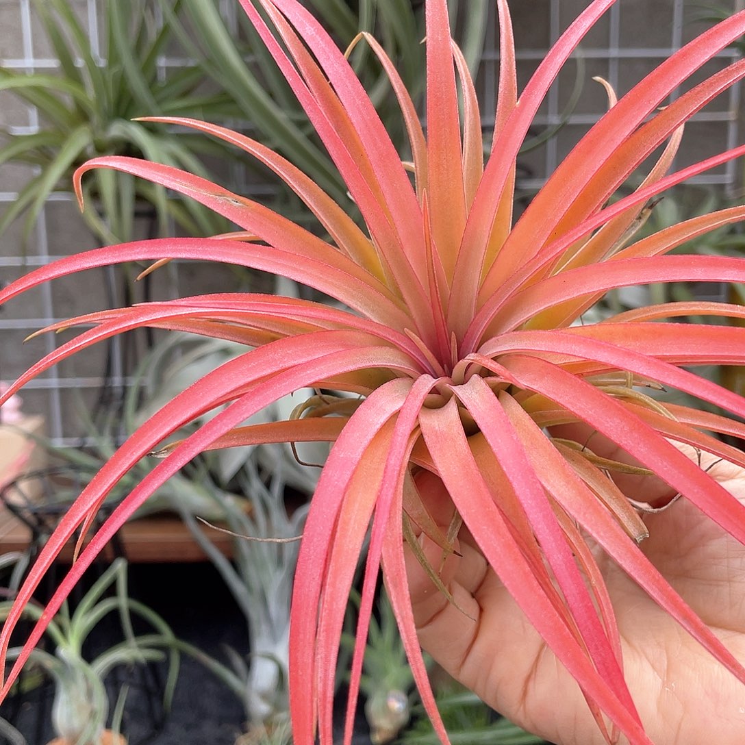 红色光辉 空气凤梨