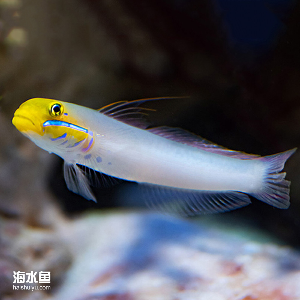 海水观赏鱼金头虾虎