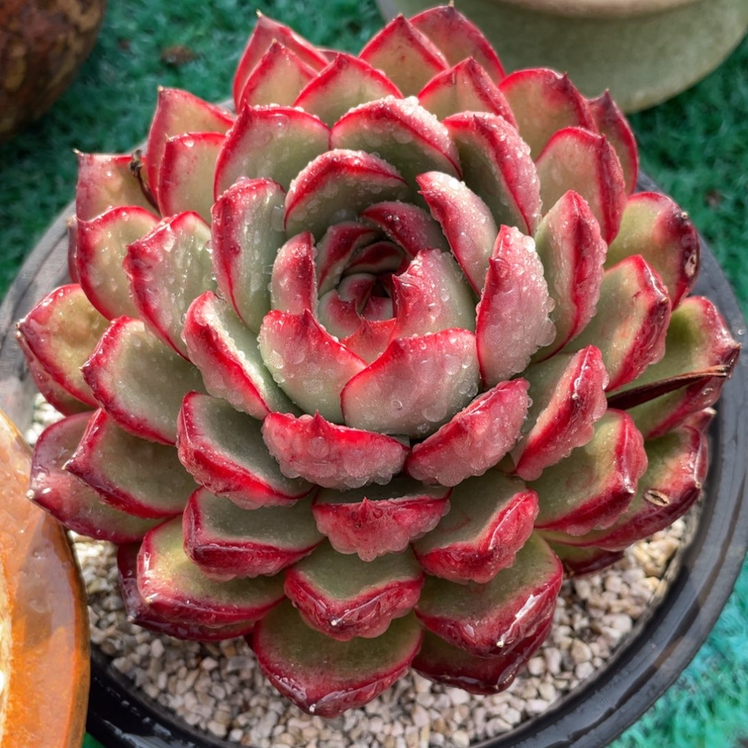 万宝龙多肉植物盆栽多肉18