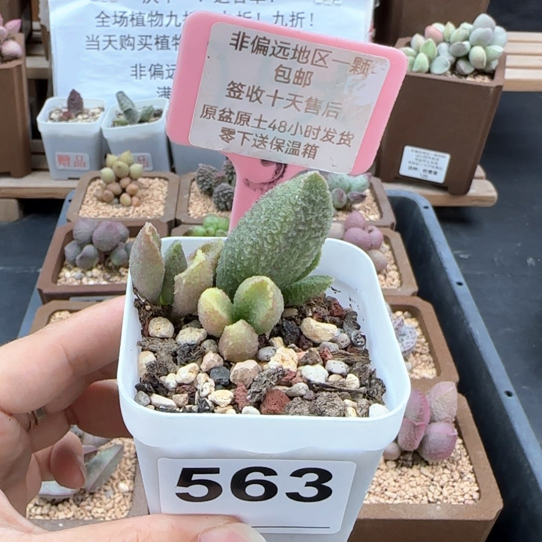 563白砂糖多肉植物