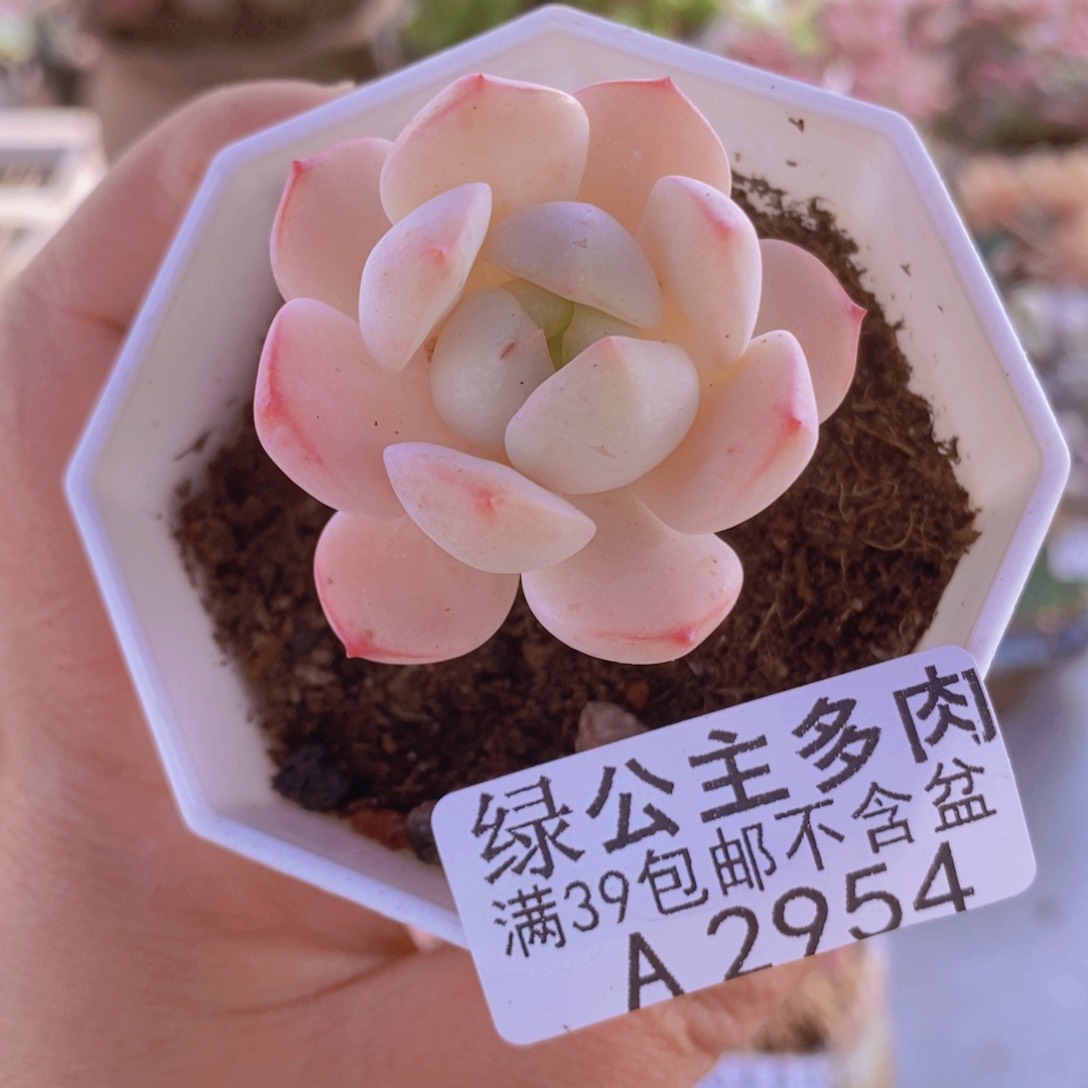 白底香草老桩单头2954多肉植物 