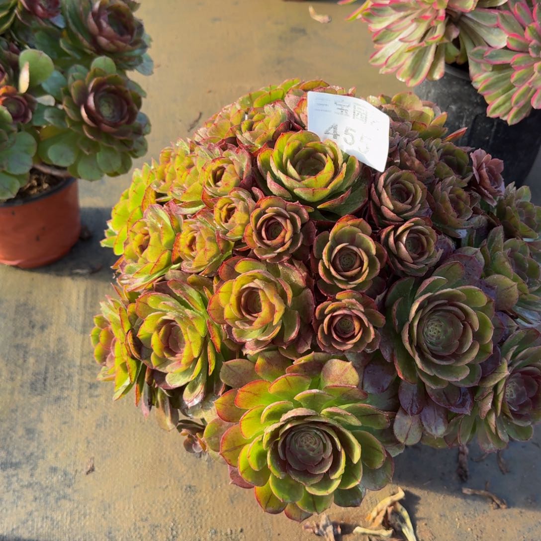 细***心多肉植物455抹茶