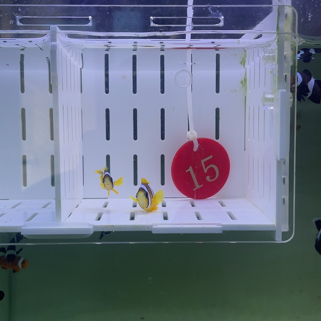 海水鱼人工金双待