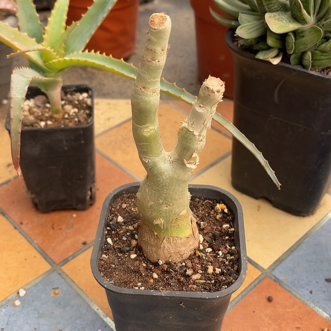 实生祖提葡萄翁块根