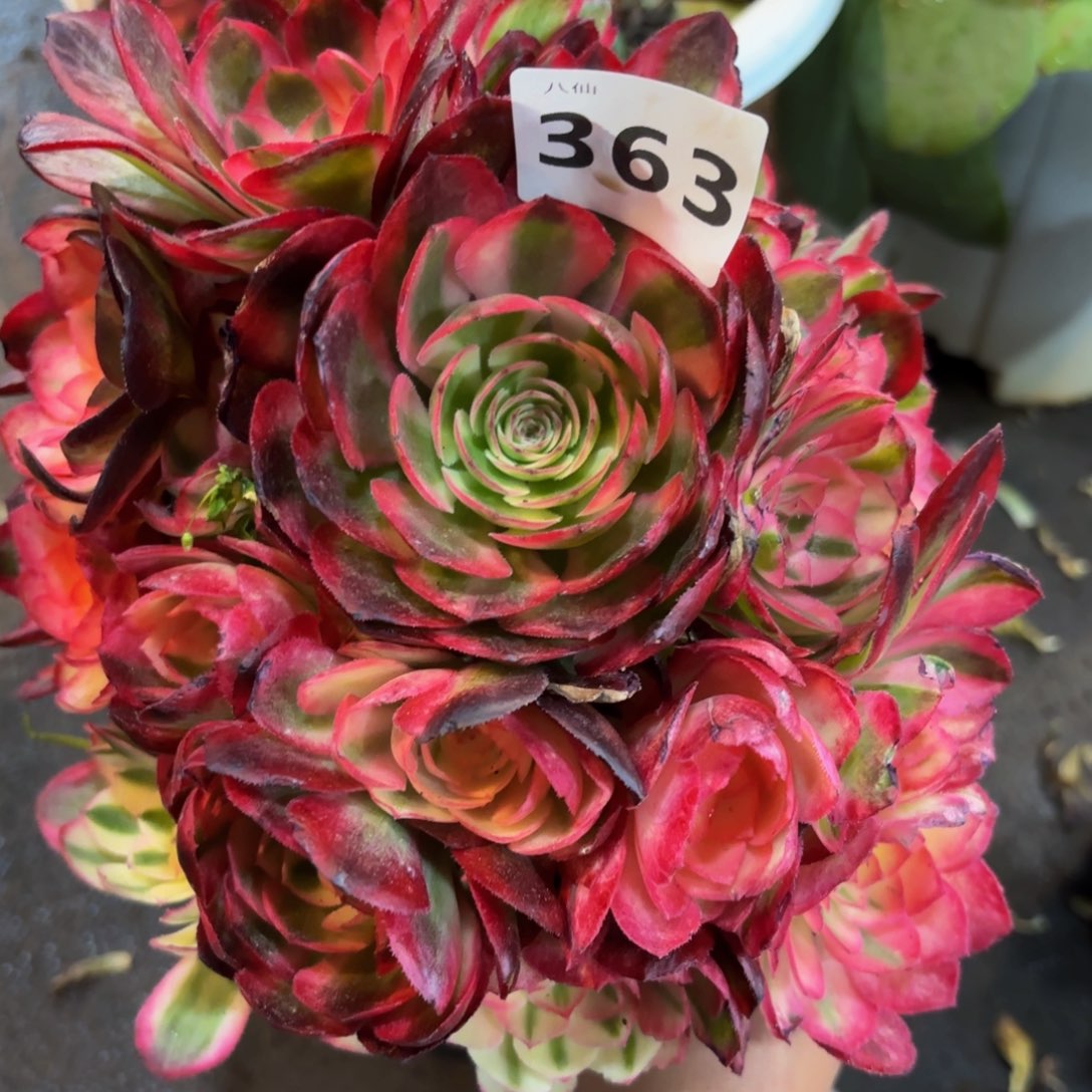 363多肉植物荔枝无根