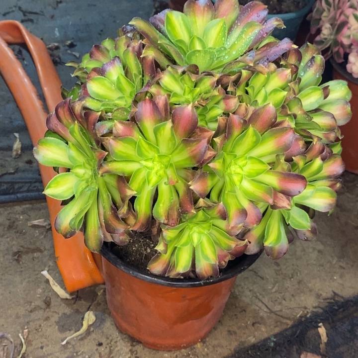 韶华12多肉植物法师