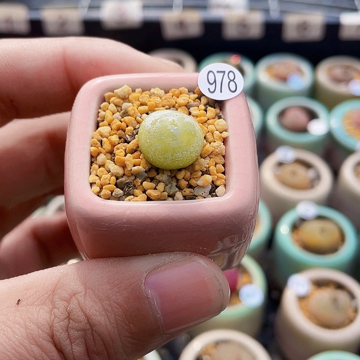 一物一拍………..拉登978