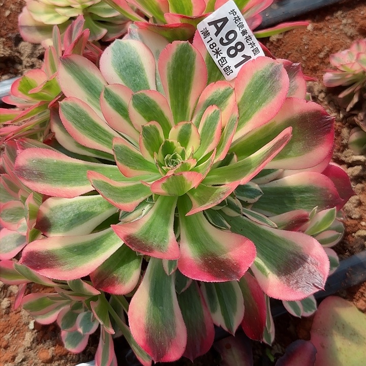 仙****?多肉法师的某浪朵朵