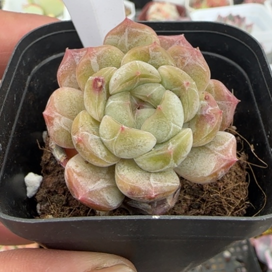 155白恋一物一拍多肉