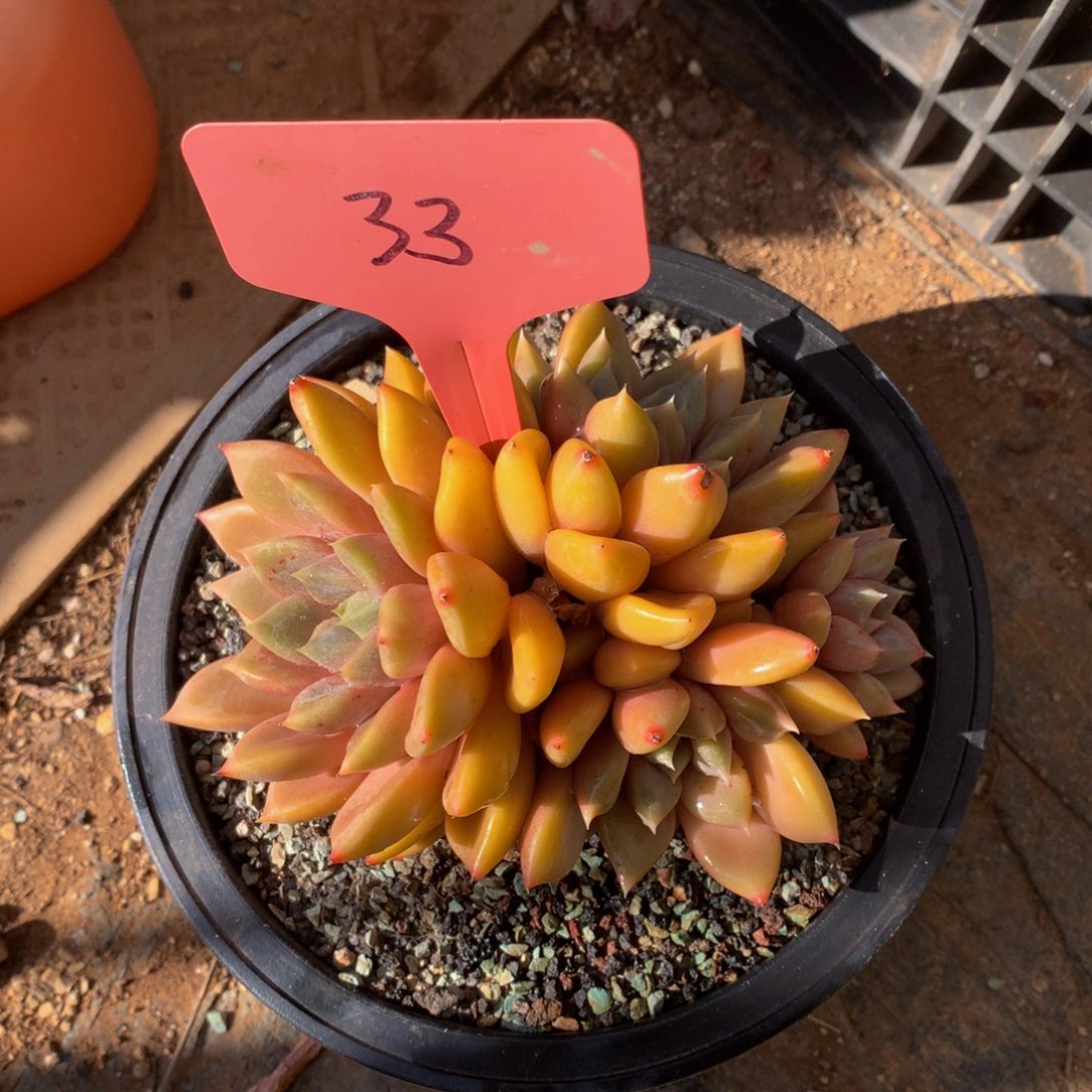 红象牙72727272727227