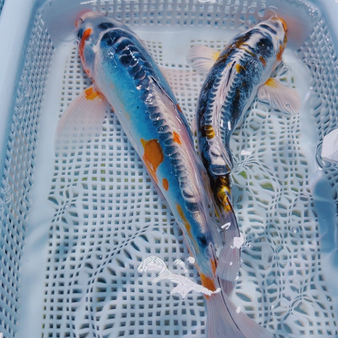 锦鲤锦鲤冷水观赏126