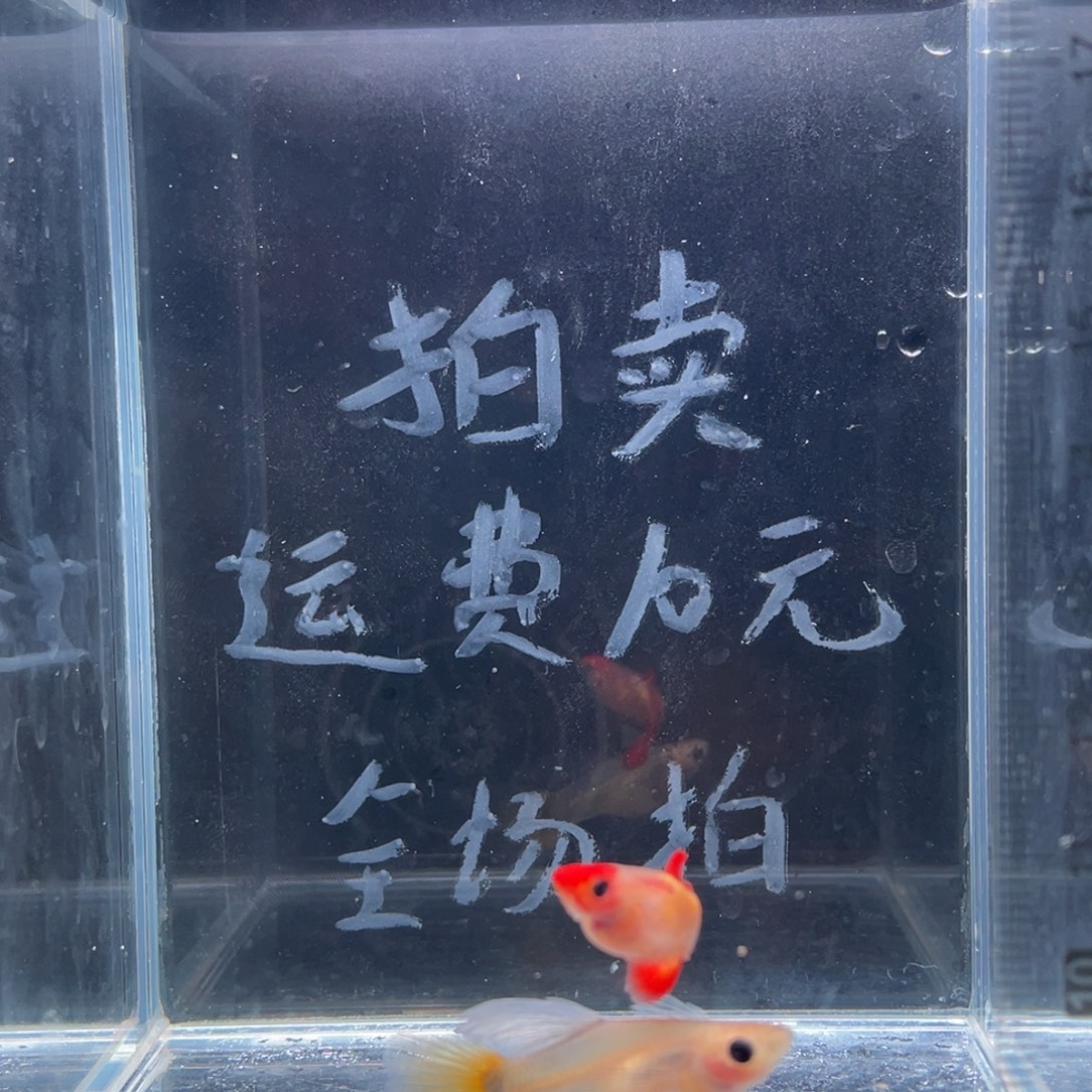 孔雀鱼红头皇家落日玻璃猫大C一对