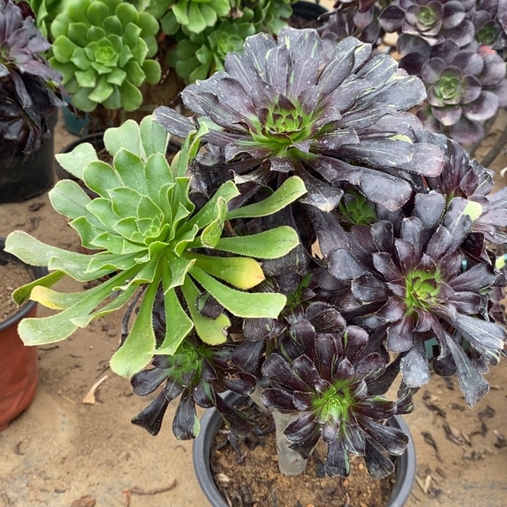 水墨丹青多肉植物7 