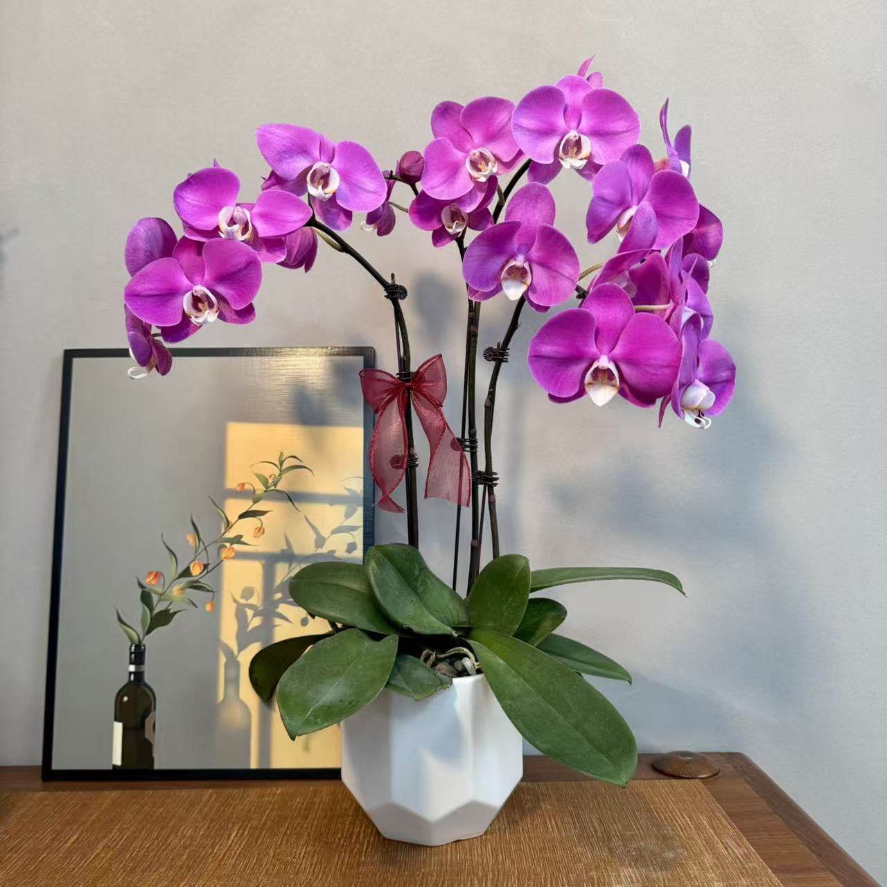 蝴蝶兰【素心】紫红色系高品质室内高端绿植花卉商务礼品花