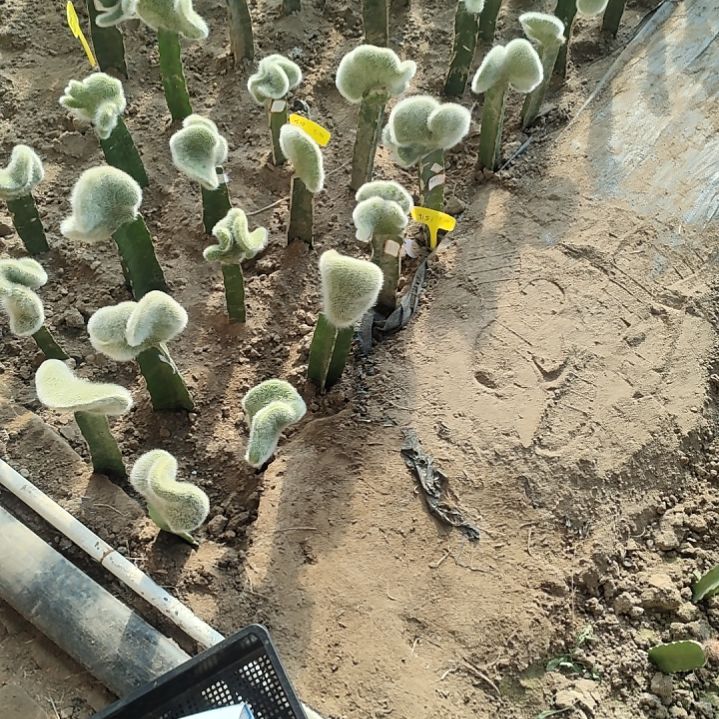 ****6仙人球秋之春带气根