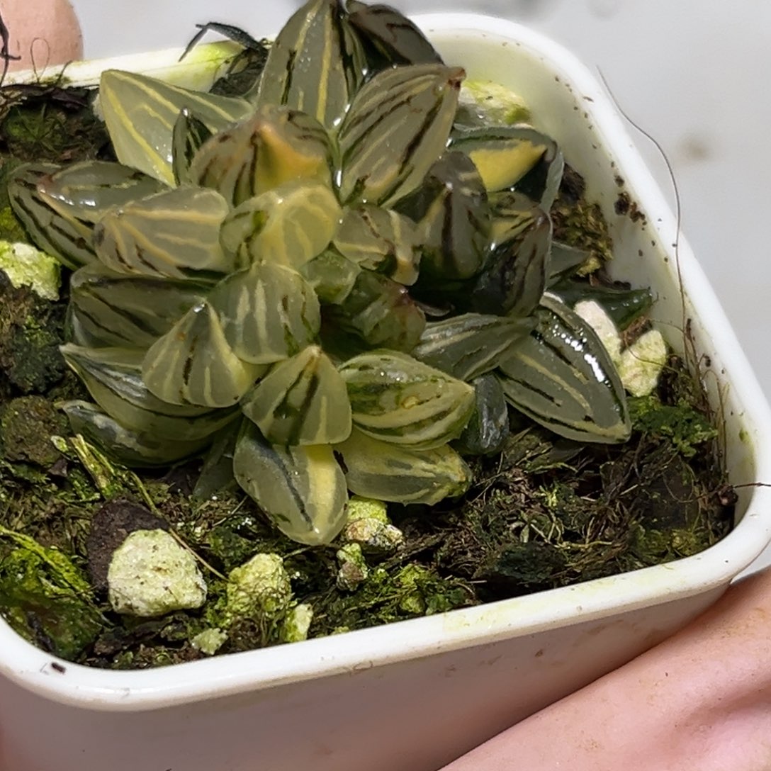 十二卷多肉植物1779西瓜