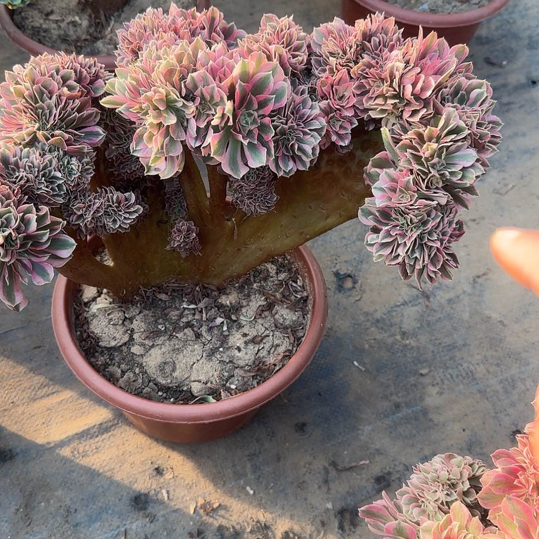 紫***来女巫缀化脱土发货