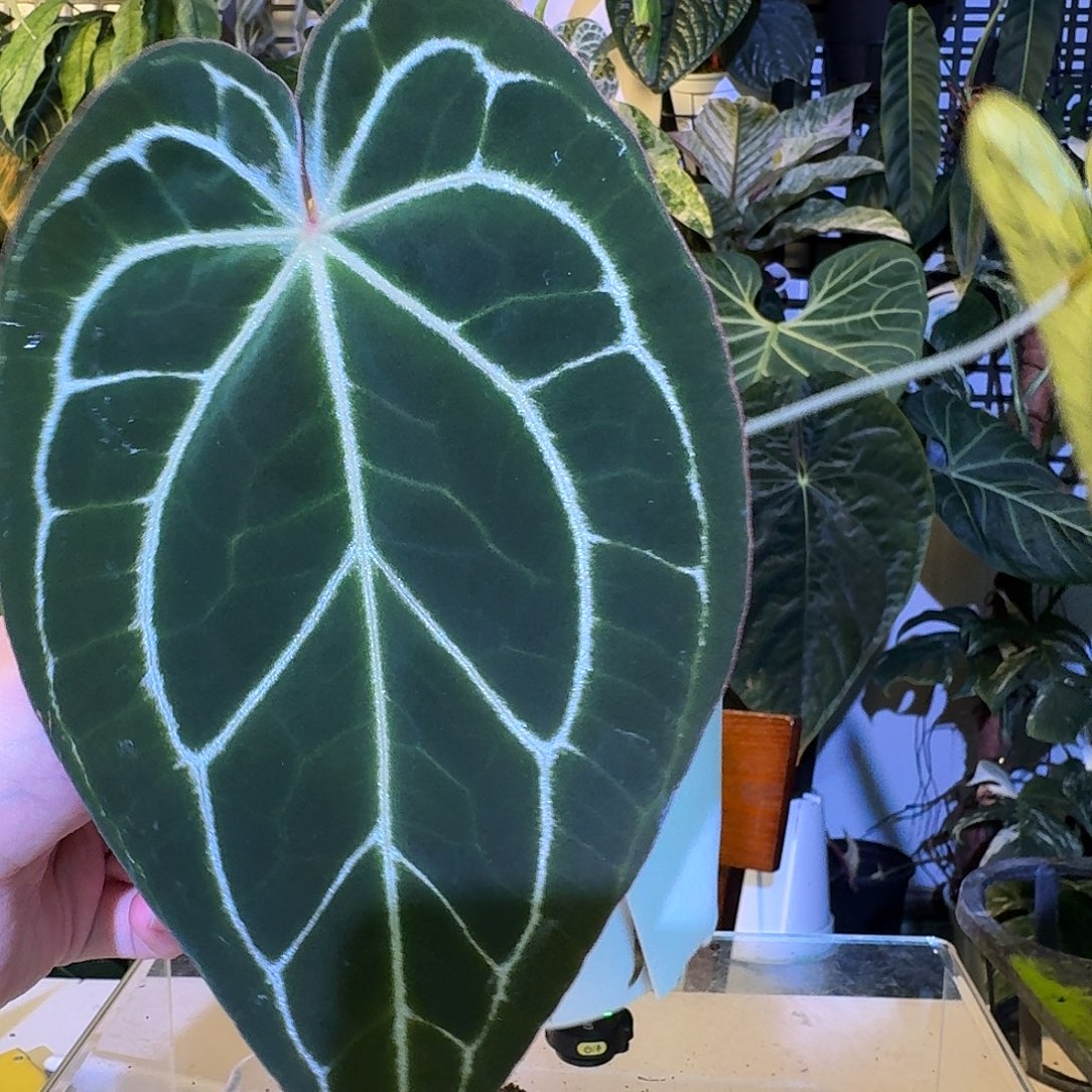 完全开放V20粉脉水晶杂南美黑水晶