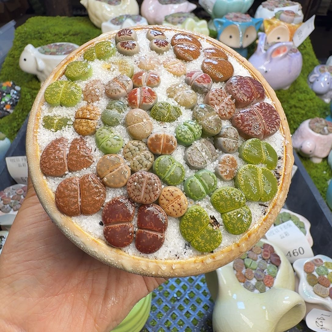 多肉植物福利冲613