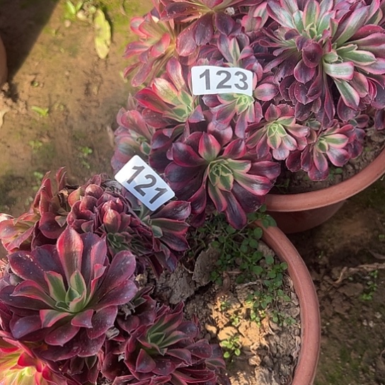 浪***人多肉植物两个美杜莎