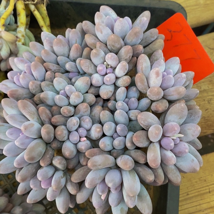 我不在这里吃饭你吃