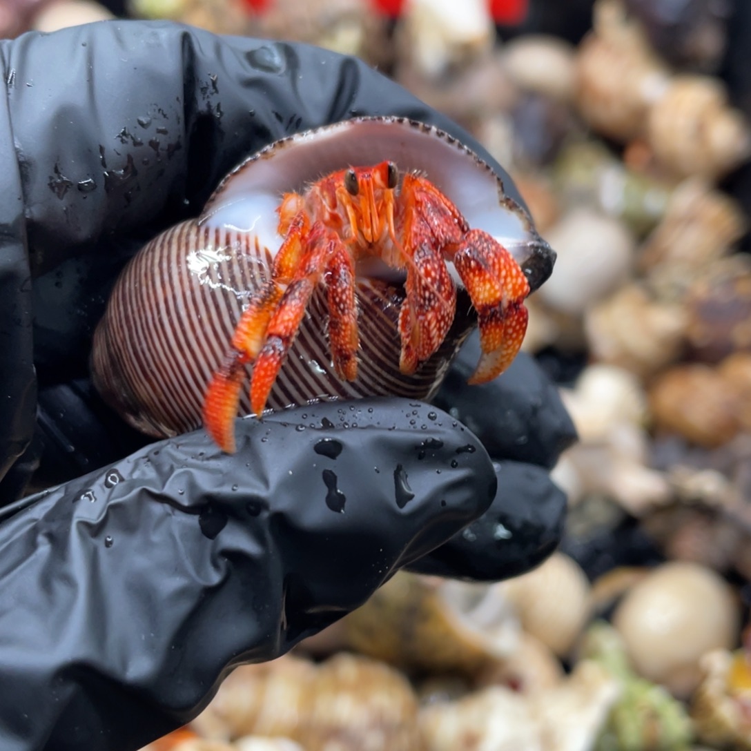 不退不换谢谢支持31