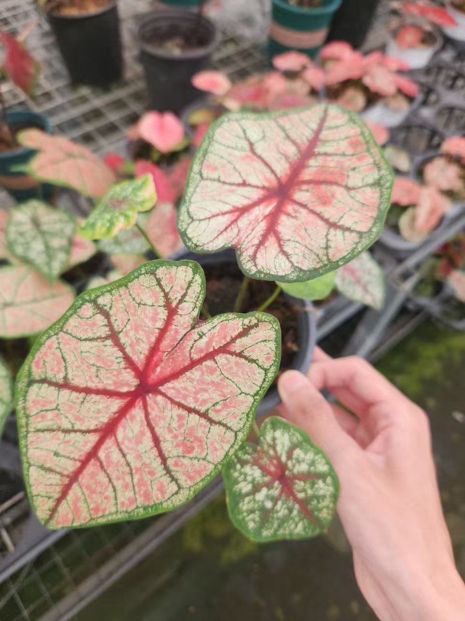 花都优选 彩叶芋 （虹脉）