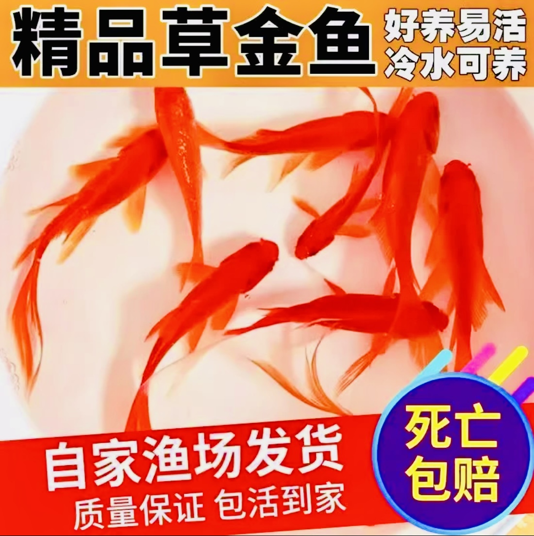 15条草金鱼6-9cm海棠红闯缸活鱼冷水鱼红鱼淡水鱼好养耐活观赏鱼