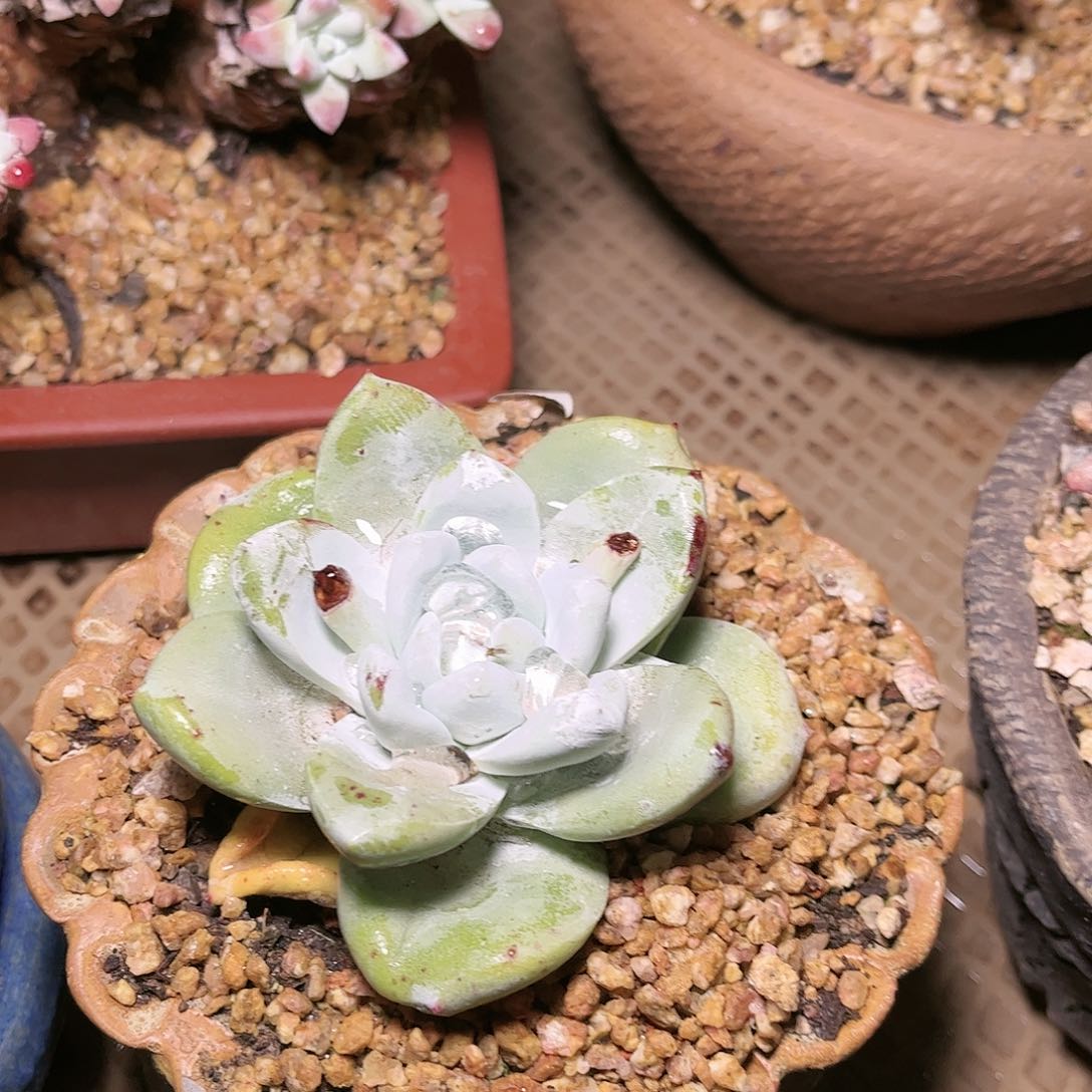 9002牡丹苹果叶多肉