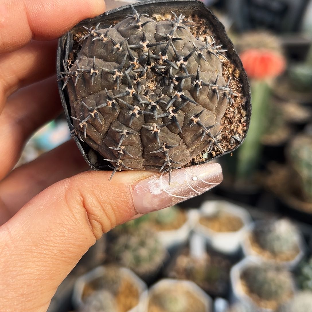 黑刺风头实生仙人球111111