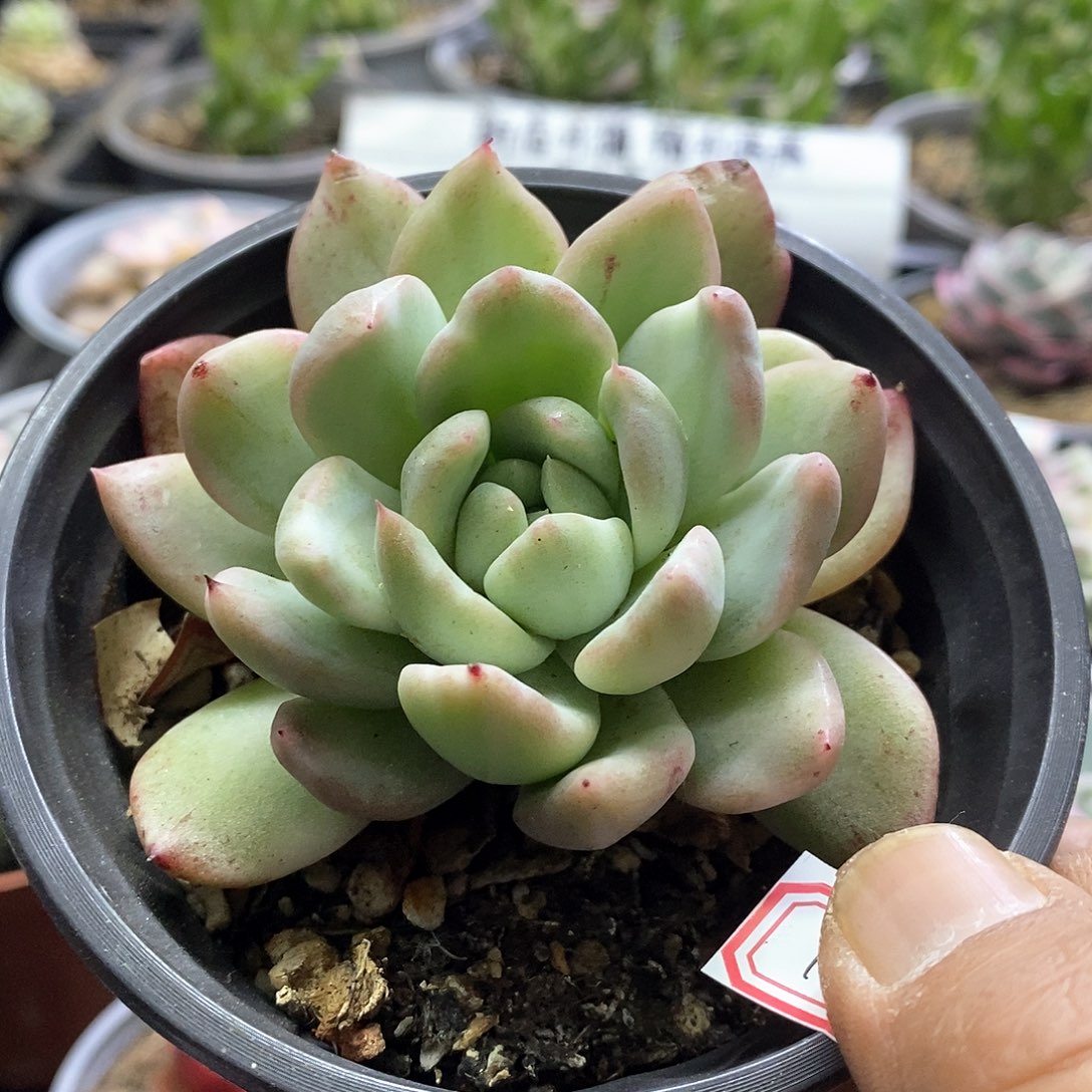 1780冰魂锦多肉植物