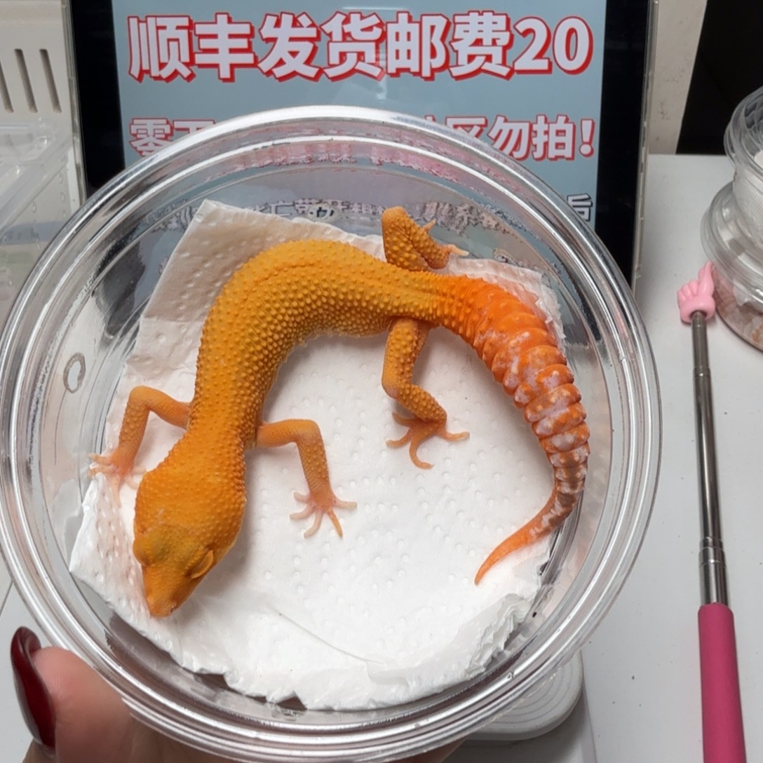 豹纹守宫阳光妹妹