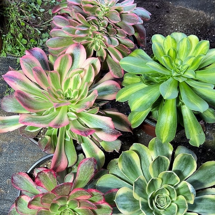 多肉植物5棵不售后