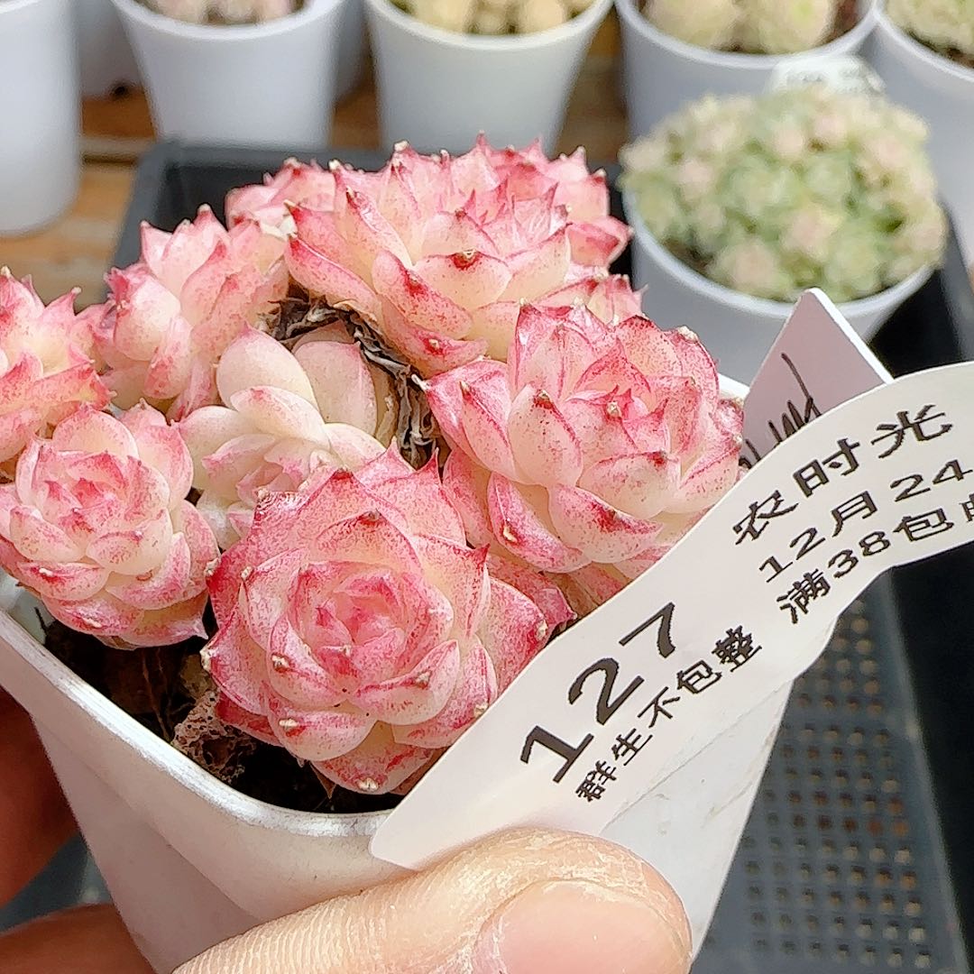 你***丁1224-127（fm-189）优选