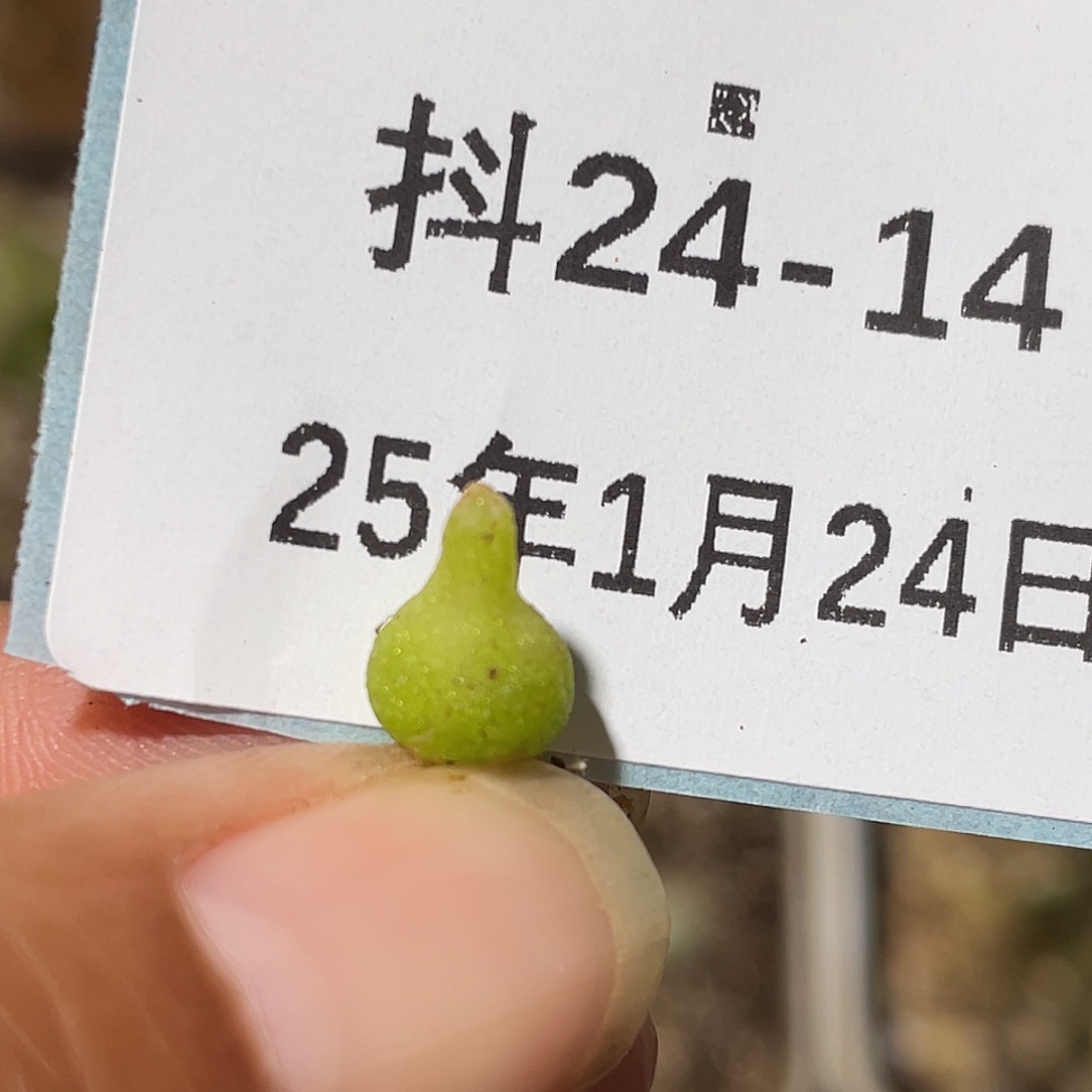 24-14小葫芦多肉植物