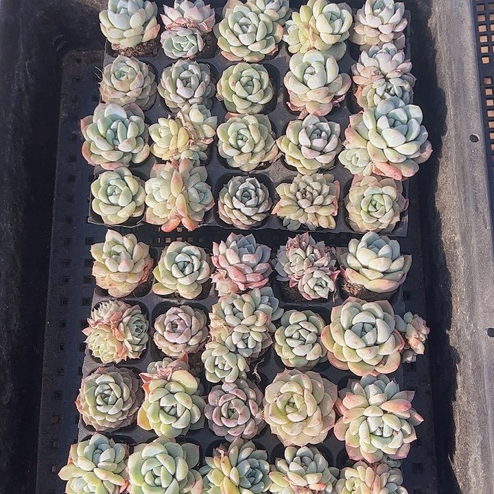 直播福利一物一拍49