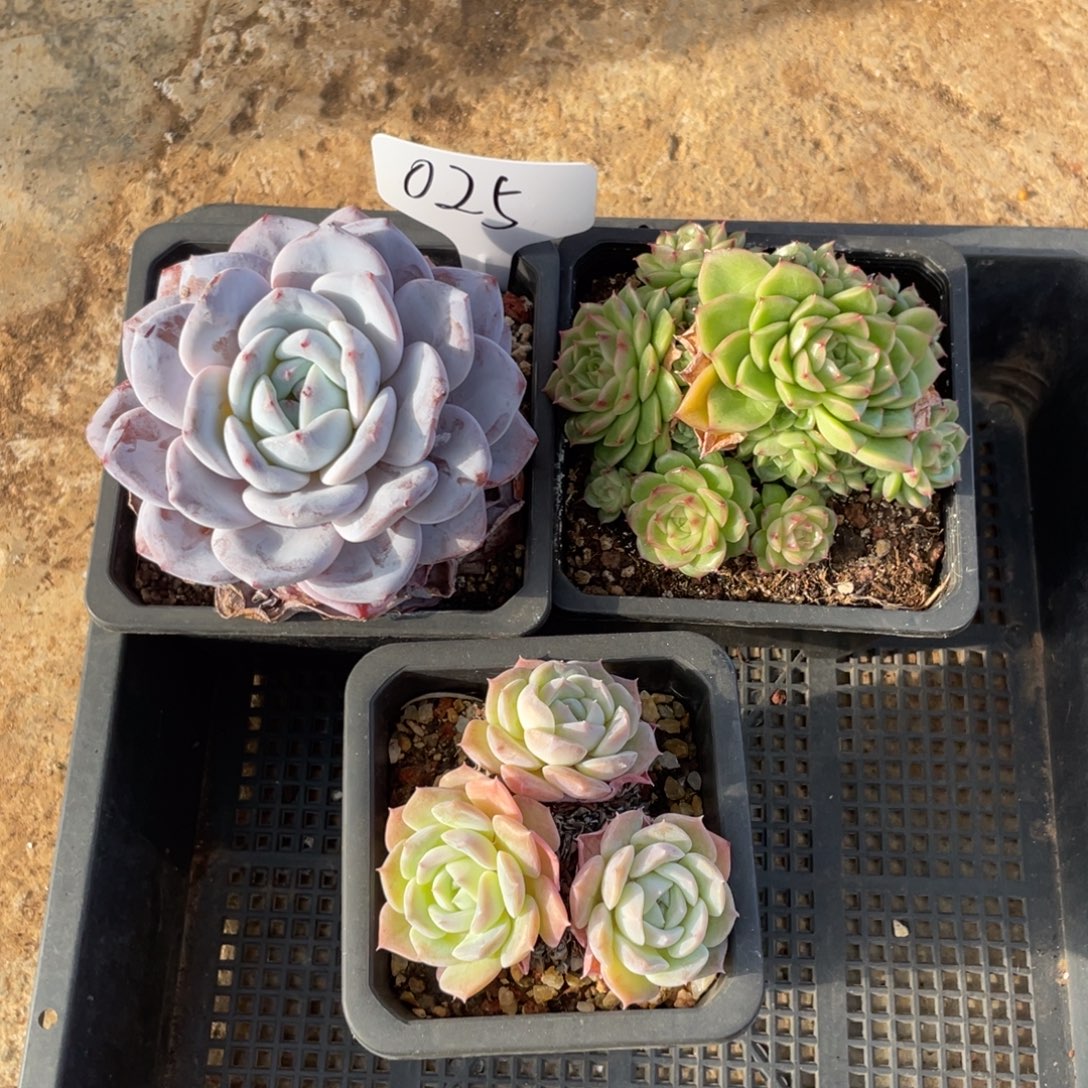 不包整散 盆子不售后025