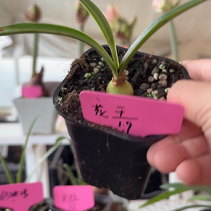 无花朵花王侧球直径2cm