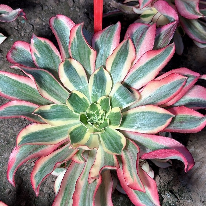 3-1928魅影多肉法师