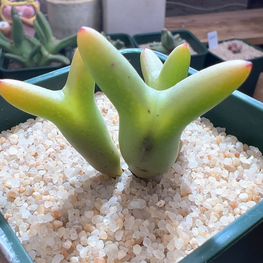 41优选黄体0136皮卡丘