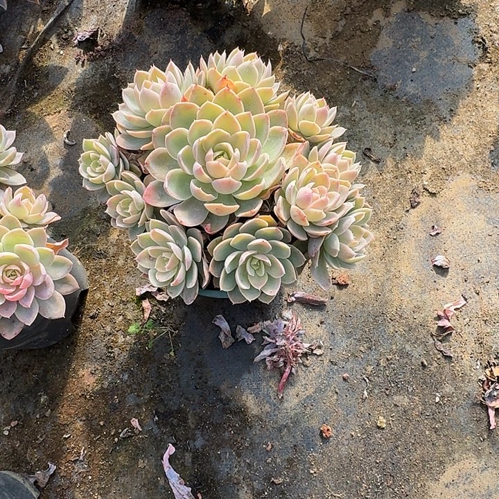 香***毒多肉植物一物一拍香水